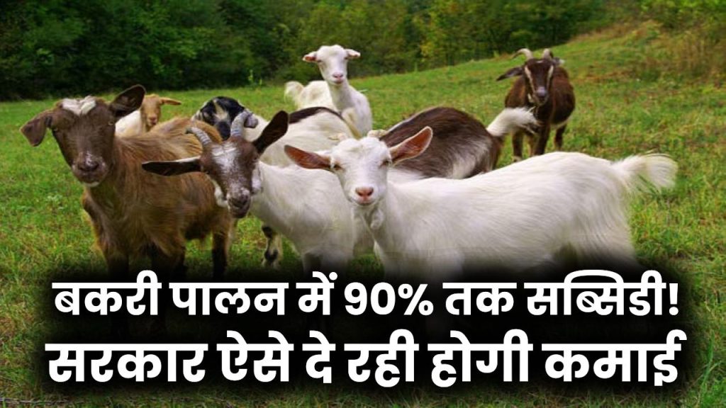 Bakari Palan Loan Subsidy: बकरी पालन पर मिल रही है 90% तक सब्सिडी! सरकार ऐसे दे रही लोन, कमाई होगी लाखों में