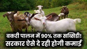 Bakari Palan Loan Subsidy: बकरी पालन पर मिल रही है 90% तक सब्सिडी! सरकार ऐसे दे रही लोन, कमाई होगी लाखों में